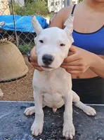 Biggest Boy, a male Dogo Argentino for sale in Missouri, MO – Photo 1 of 2