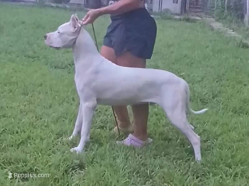 CHAMPIONparents – Dogo Argentino puppy for sale in Missouri, MO