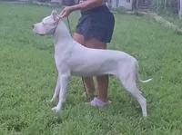 CHAMPIONparents, a male Dogo Argentino for sale in Missouri, MO – 1 of 5