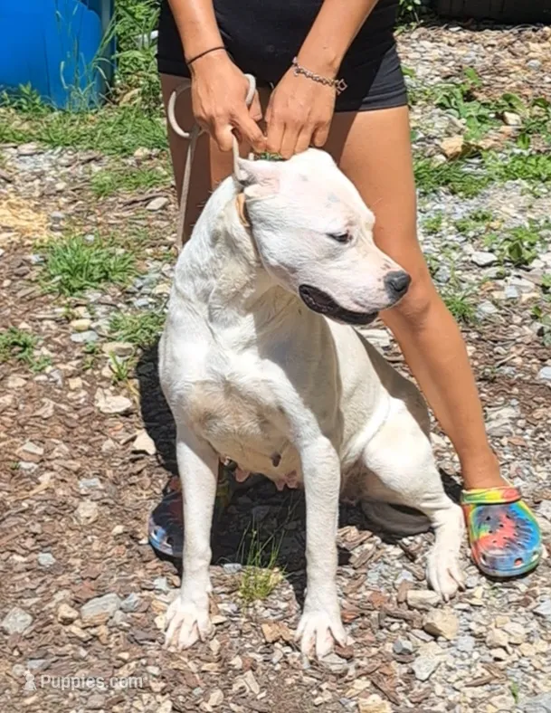 GCH bred – Dogo Argentino puppy for sale in Missouri, MO