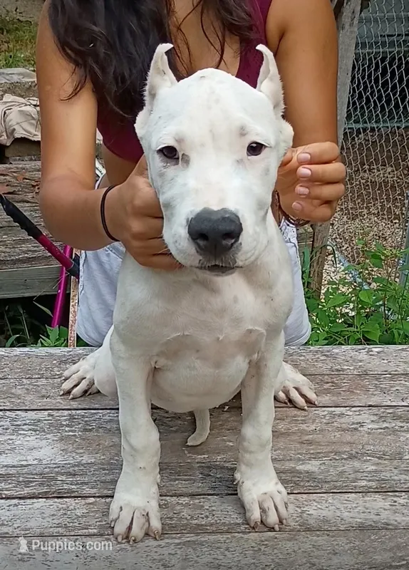 Pick Male CH sire – Dogo Argentino puppy for sale in Missouri, MO