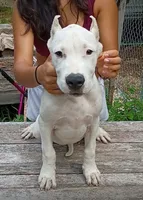 Pick Male CH sire, a male Dogo Argentino for sale in Missouri, MO – 1 of 5