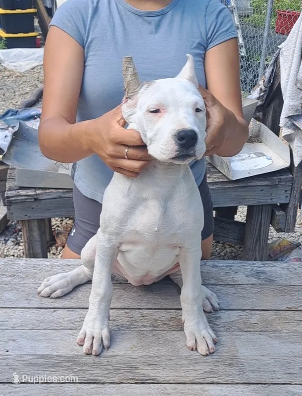Female ch sire – Dogo Argentino puppy for sale in Missouri, MO