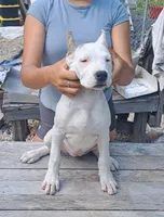 Female ch sire, a female Dogo Argentino for sale in Missouri, MO – 1 of 3
