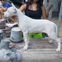 Pick Male CH sire, a male Dogo Argentino for sale in Missouri, MO – 2 of 5