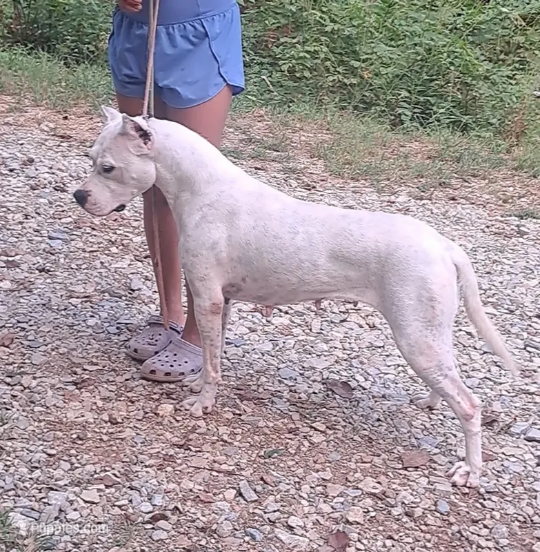 GCH bred – Dogo Argentino puppy for sale in Missouri, MO