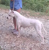 GCH bred, a female Dogo Argentino for sale in Missouri, MO – 2 of 5
