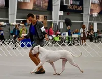 Jasper, a male Dogo Argentino for sale in Missouri, MO – Photo 4 of 4