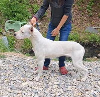 Jasper, a male Dogo Argentino for sale in Missouri, MO – Photo 2 of 4