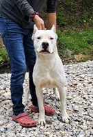 Jasper, a male Dogo Argentino for sale in Missouri, MO – Photo 1 of 4