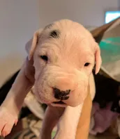 AKC CH sired, a male Dogo Argentino for sale in Missouri, MO – Photo 1 of 5