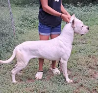 AKC CH sired, a male Dogo Argentino for sale in Missouri, MO – Photo 5 of 5