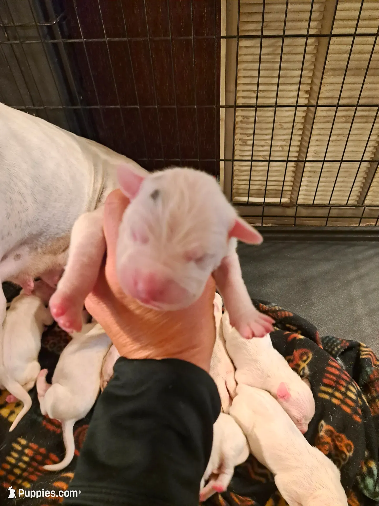 AKC CH sired, a male Dogo Argentino for sale in Missouri, MO – Photo 2 of 5