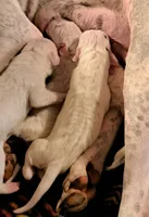 AKC CH sired, a male Dogo Argentino for sale in Missouri, MO – Photo 3 of 5