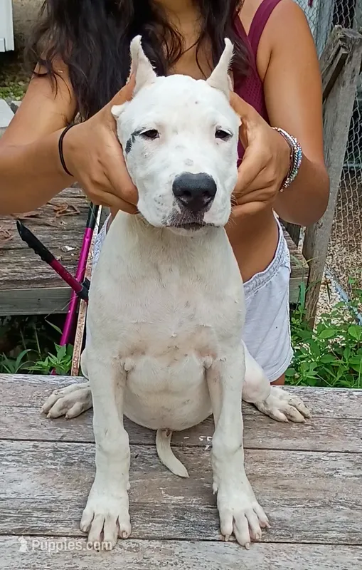 CH sire M – Dogo Argentino puppy for sale in Missouri, MO