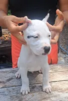 CH sire M, a male Dogo Argentino for sale in Missouri, MO – 3 of 5