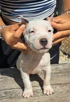 Pet male, a male Dogo Argentino for sale in Missouri, MO – 4 of 4