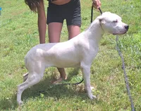AkcGCHsire, a female Dogo Argentino for sale in Missouri, MO – Photo 3 of 5
