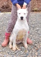 AkcGCHsire, a female Dogo Argentino for sale in Missouri, MO – Photo 4 of 5