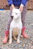 AkcGCHsire, a female Dogo Argentino for sale in Missouri, MO – Photo 5 of 5