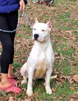AkcGCHsire, a female Dogo Argentino for sale in Missouri, MO – Photo 1 of 5