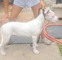 GCH parents, a male Dogo Argentino for sale in Missouri, MO – 2 of 3