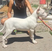  Ch sire, a male Dogo Argentino for sale in Missouri, MO – 2 of 5