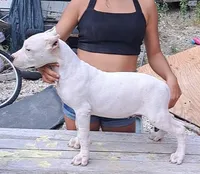 Pet Male, a male Dogo Argentino for sale in Missouri, MO – Photo 6 of 6