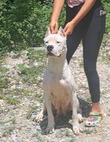 Pet Male, a male Dogo Argentino for sale in Missouri, MO – Photo 3 of 6