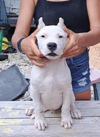 Pet Male, a male Dogo Argentino for sale in Missouri, MO – Photo 1 of 6