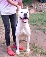 Pet Male, a male Dogo Argentino for sale in Missouri, MO – Photo 5 of 6