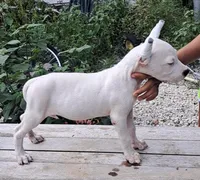 Pet Male, a male Dogo Argentino for sale in Missouri, MO – Photo 4 of 6