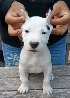 Ch sire, a female Dogo Argentino for sale in Missouri, MO – 1 of 3