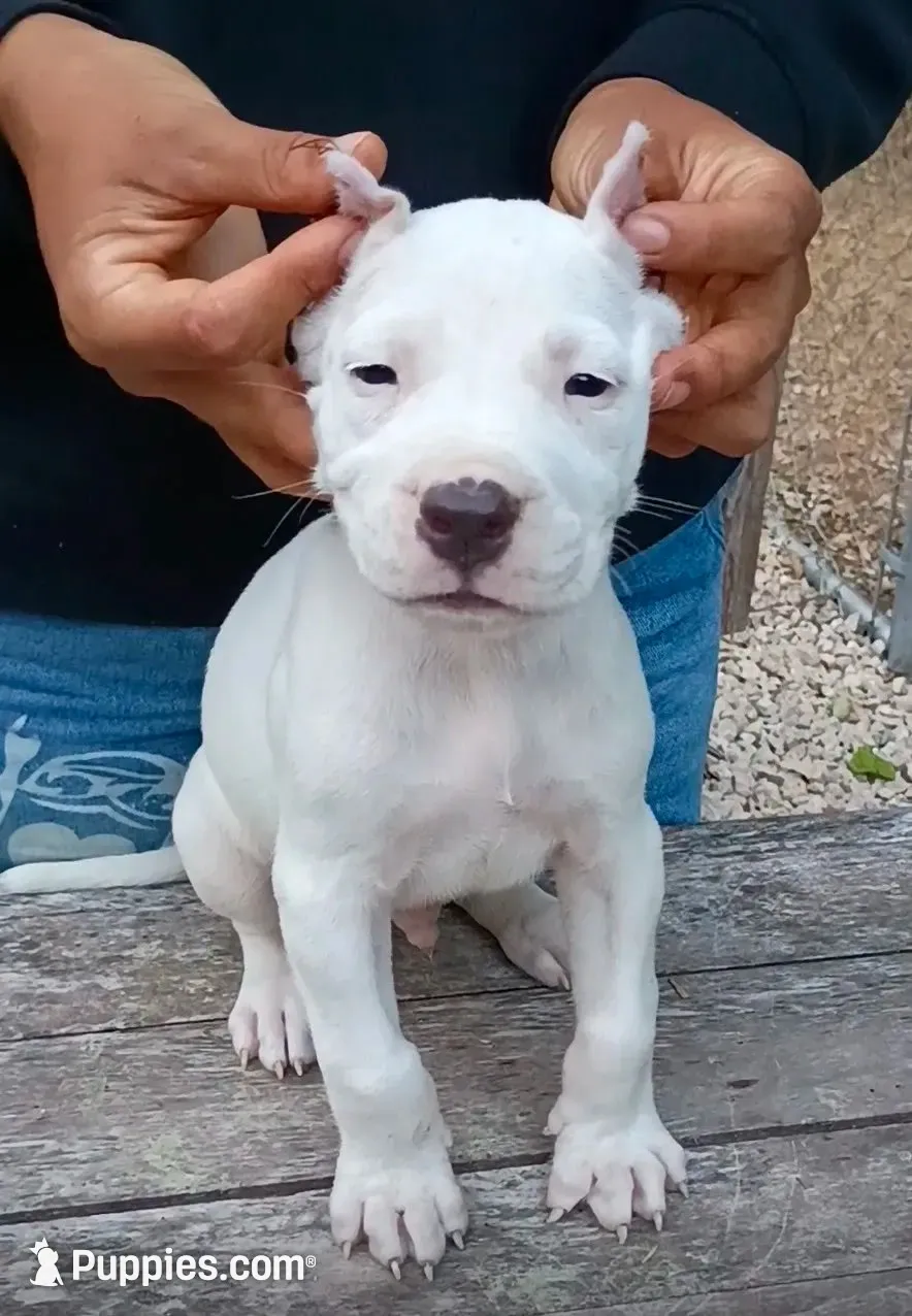 Pick Male, a male Dogo Argentino for sale in Missouri, MO – 1 of 2