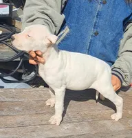 Female ch sire, a female Dogo Argentino for sale in Missouri, MO – Photo 3 of 3