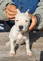 Female ch sire, a female Dogo Argentino for sale in Missouri, MO – Photo 2 of 3