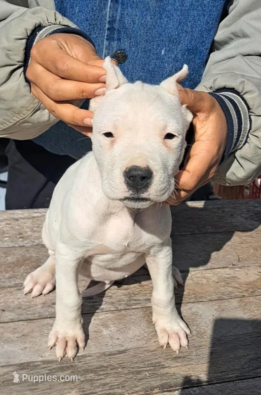 Female ch sire – Dogo Argentino puppy for sale in Missouri, MO