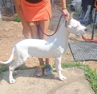 Ch parents, a male Dogo Argentino for sale in Missouri, MO – 3 of 3