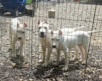 Ch parents, a male Dogo Argentino for sale in Missouri, MO – 2 of 2