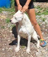 GCH bred, a female Dogo Argentino for sale in Missouri, MO – 2 of 3