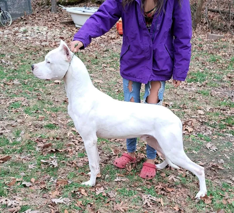 Akc Champion, a male Dogo Argentino for sale in Missouri, MO – Photo 1 of 2