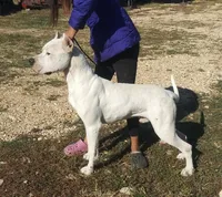 Akc Champion, a male Dogo Argentino for sale in Missouri, MO – Photo 4 of 5