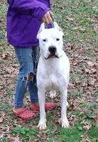 Akc Champion, a male Dogo Argentino for sale in Missouri, MO – Photo 5 of 5