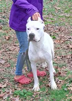 Akc Champion, a male Dogo Argentino for sale in Missouri, MO – Photo 3 of 5