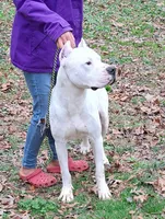 Akc Champion, a male Dogo Argentino for sale in Missouri, MO – Photo 1 of 5
