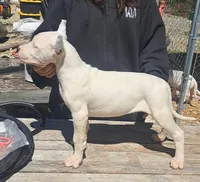 Ch sired, a male Dogo Argentino for sale in Missouri, MO – 2 of 2