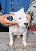 Ch sired, a male Dogo Argentino for sale in Missouri, MO – Photo 2 of 3