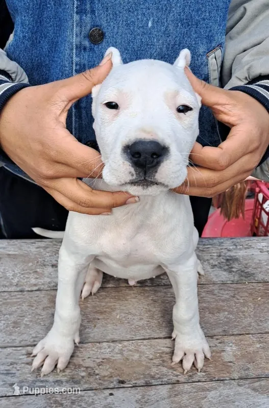 Ch sired – Dogo Argentino puppy for sale in Missouri, MO