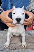 Ch sired, a male Dogo Argentino for sale in Missouri, MO – Photo 1 of 3