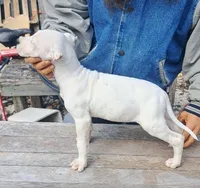 Ch sired, a male Dogo Argentino for sale in Missouri, MO – Photo 3 of 3